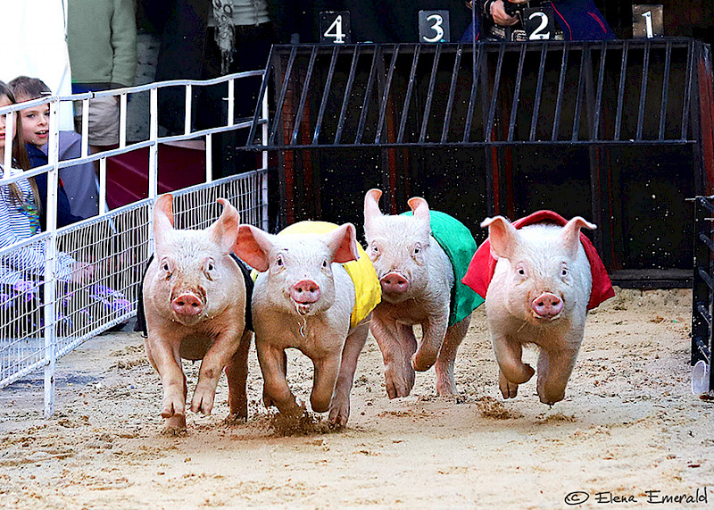 Royal Adelaide Show — photos from South Australia