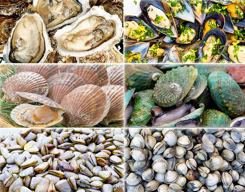 Molluscs and shells of Australia