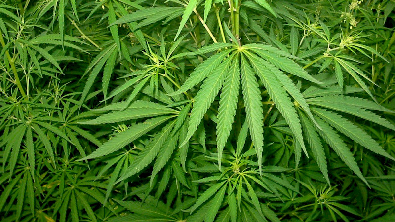 «Зеленые»: каждому взрослому австралийцу - по шесть кустов марихуаны