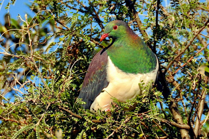Новозеландская птица года: восхитительно неуклюжий прожорливый пьяница