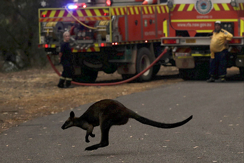 Очевидец пожаров в Австралии: Это были библейские картинки ада