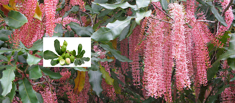 Spring at Sydney Royal Botanical Garden