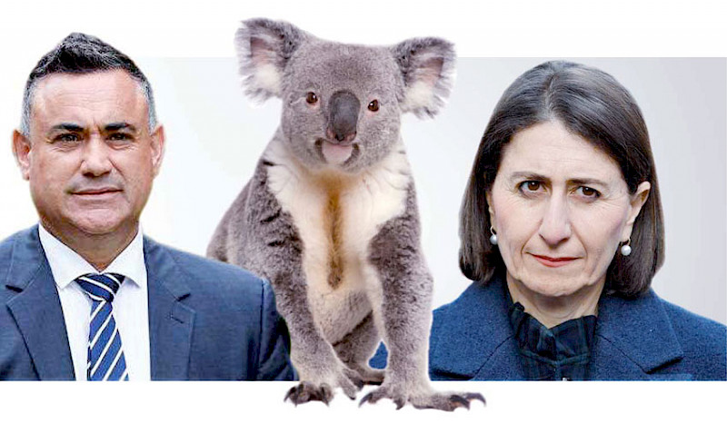 How a sleepy koala caused a political crisis