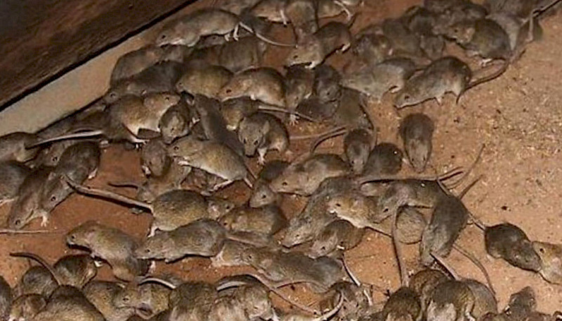Invasion of mice