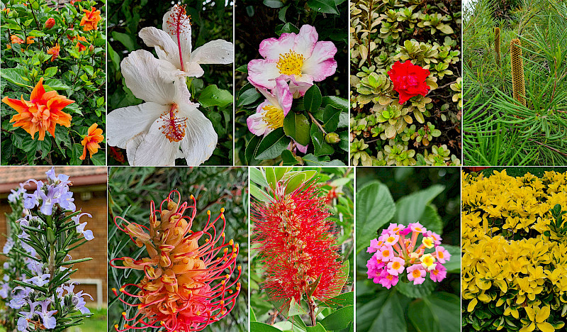 What blooms in February on the streets of Sydney