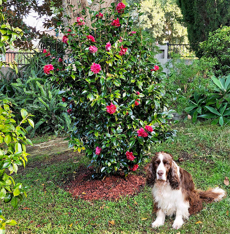 Winter, camellia in bloom