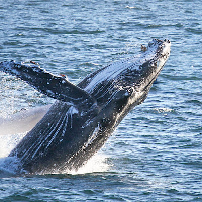 Время наблюдать миграцию китов
