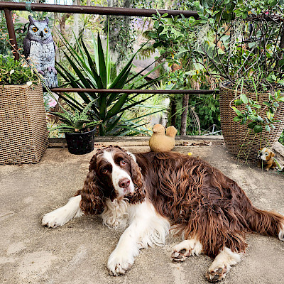 Сезон колючек