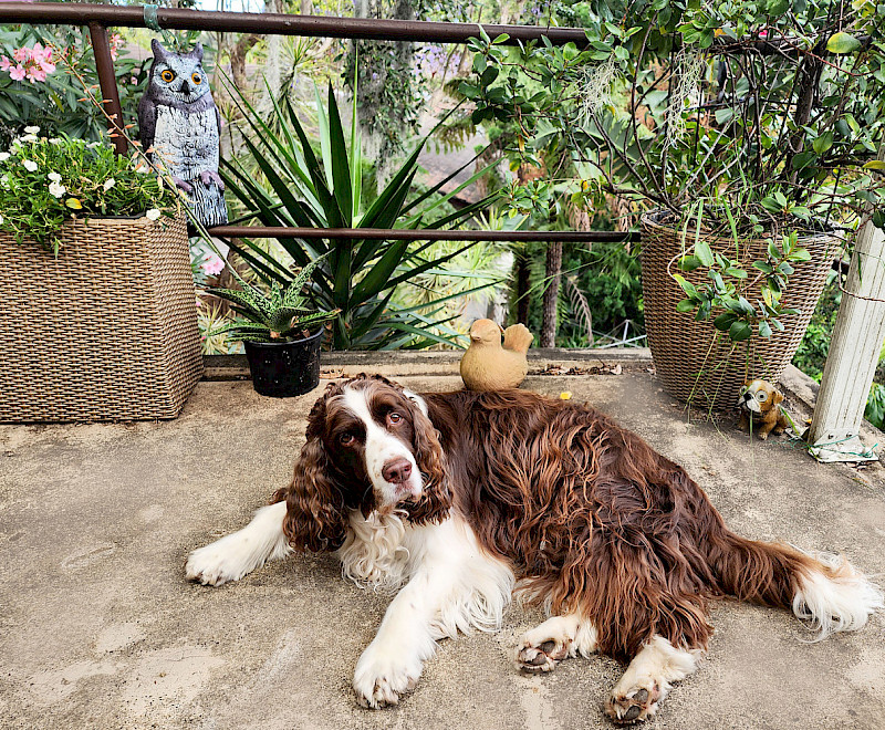 Сезон колючек