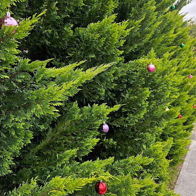 Предновогодний орешник