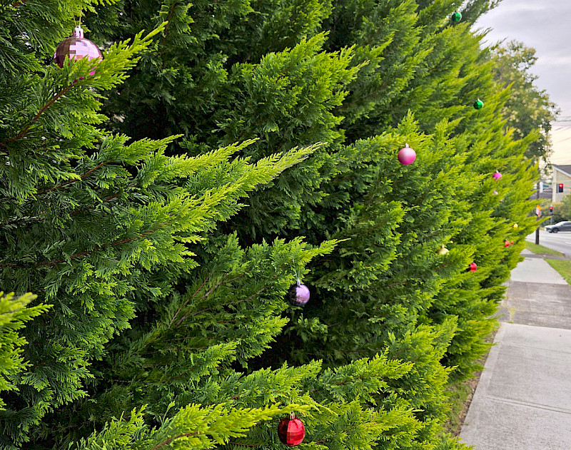 Предновогодний орешник