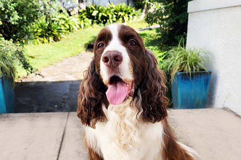 Собачкины советы