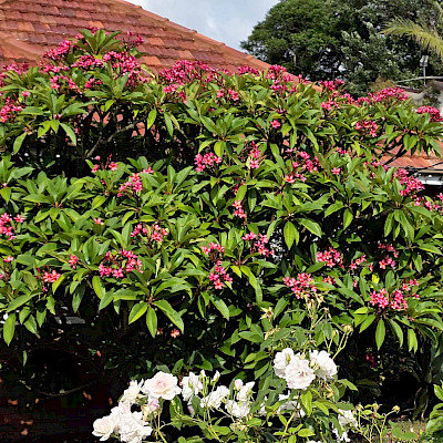 «Ягуар» и сладкий соблазн тропической ночи