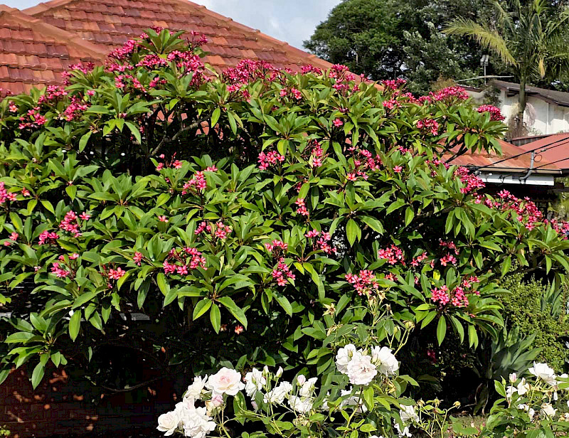 «Ягуар» и сладкий соблазн тропической ночи