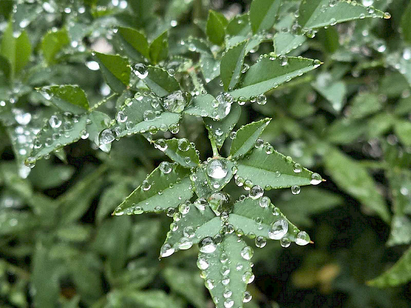 Мне нравится гулять под небольшим дождем