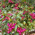 Ели пили лилли-пилли