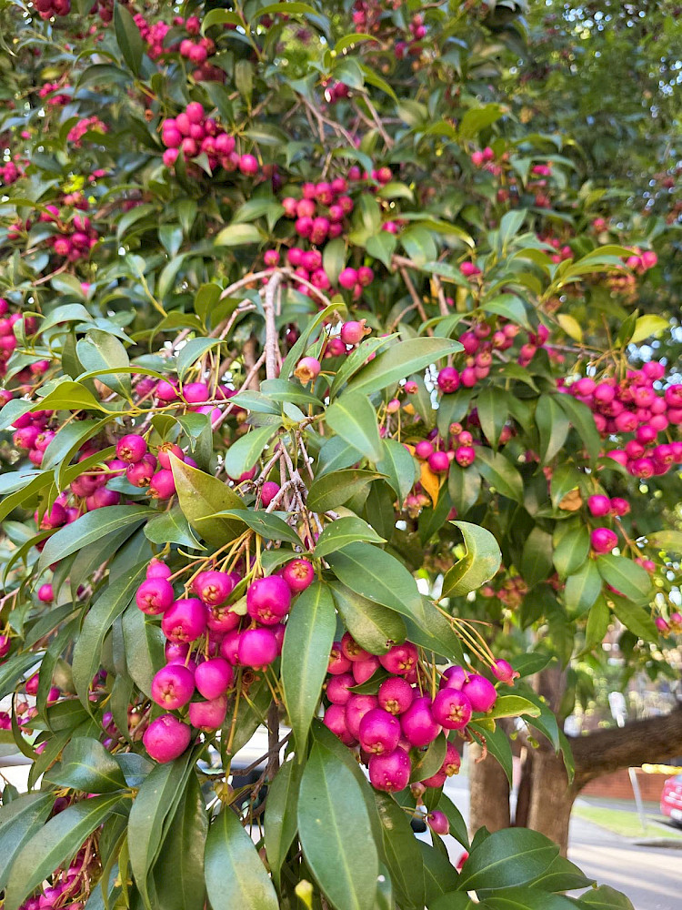 Ели пили лилли-пилли