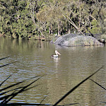 Лебедь белый плывет?