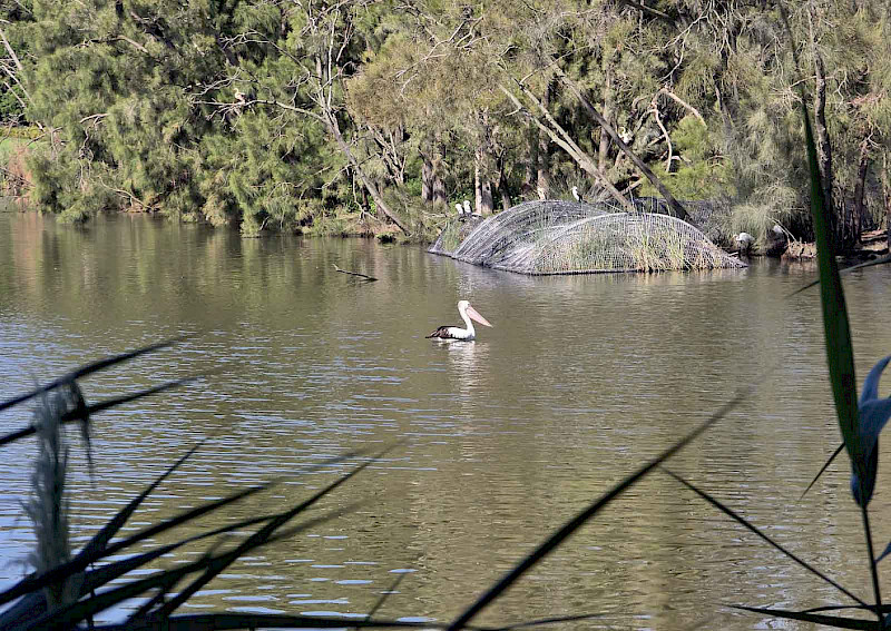 Лебедь белый плывет?