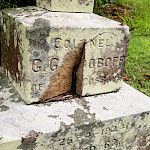 Наш Брисбен: И не кудрявая березка, а эвкалипт сухой читает панихиду над тобой.