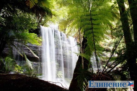 Природа Тасмании - национальный парк Mount Field