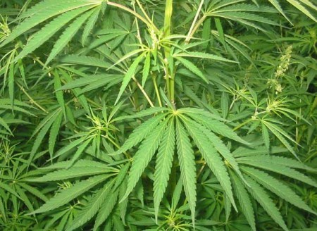 Марихуана и цели в жизни выращивание марихуаны в открытом