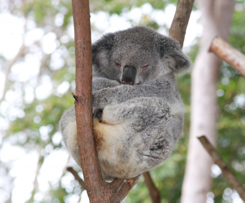 Коала сумка. Сумка коалы. Сумка коалы животное. Азия коалы. Коала самец и самка.