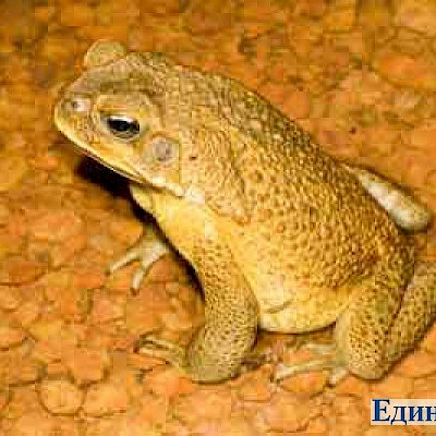 Тростниковая жаба, cane toad