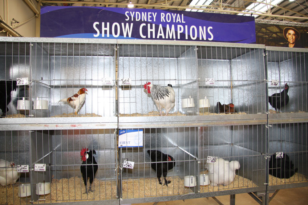 Sydney Royal Easter Show 2013