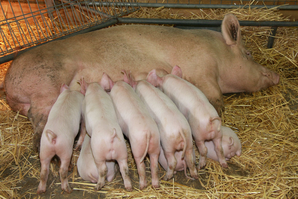 Sydney Royal Easter Show 2013